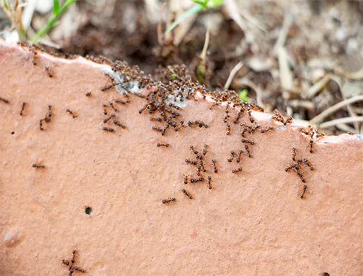 Dedetização de Formigas na Vila Madalena