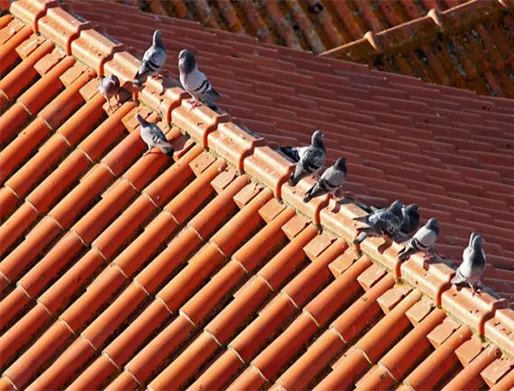 Dedetização de Pombos na Vila Madalena